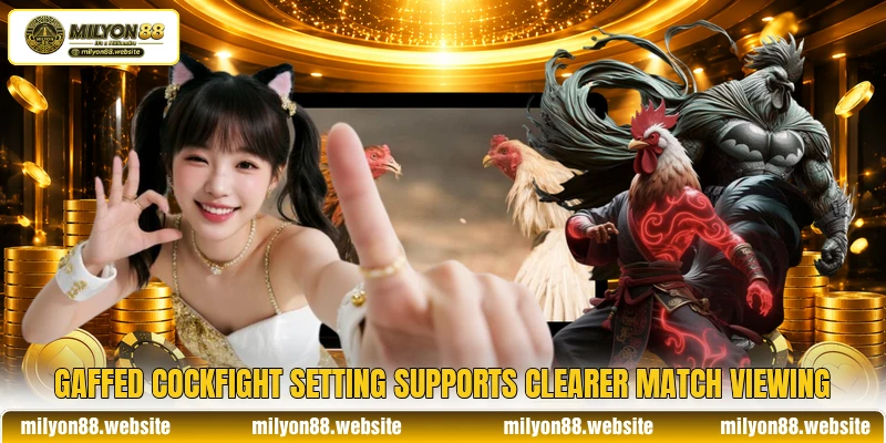 Gaffed Cockfight setting supports clearer match viewing